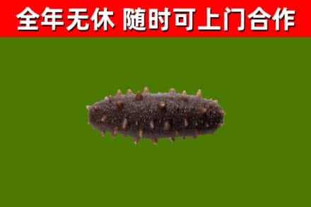 响水县回收海参干